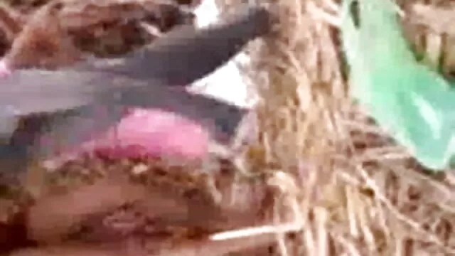 বন্ধু www xxx video বাংলা বেডরুমে লাভলেস জিহ্বা অধীনে অনুভূত কভার ফিরে রাখা সম্পর্কে.
