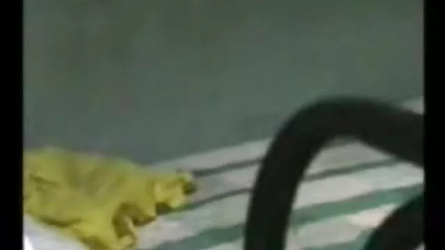 স্বামী বাংলা xxx নতুন ও স্ত্রী